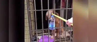 Hombre tiene una brillante idea para salvar al perro de su vecino atrapado en Wuhan Hombre tiene una brillante idea para salvar al perro de su vecino atrapado en Wuhan