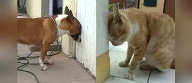 “Head-pressing”: si tu mascota hace esto, debes llevarlo de emergencia al veterinario “Head-pressing”: si tu mascota hace esto, debes llevarlo de emergencia al veterinario