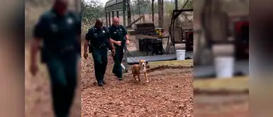 Perro protegió a su pequeño dueño durante horas mientras eran rescatados del bosque Perro protegió a su pequeño dueño durante horas mientras eran rescatados del bosque
