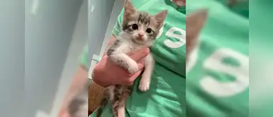 Conoce a Baby Fruit, el gato con la mirada más tierna que padece una rara enfermedad Conoce a Baby Fruit, el gato con la mirada más tierna que padece una rara enfermedad