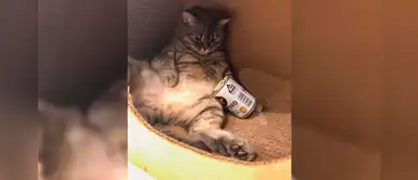 Gato no puede evitar robar la comida de sus hijos hasta que su dueño creó una trampa Gato no puede evitar robar la comida de sus hijos hasta que su dueño creó una trampa