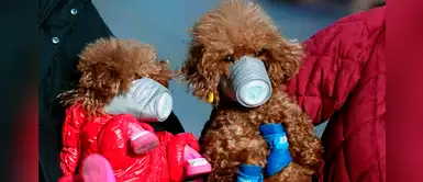 Perro se convierte en la primera mascota en dar positivo al coronavirus Perro se convierte en la primera mascota en dar positivo al coronavirus