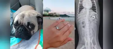 Pug arde en celos y se come el anillo de compromiso de su humana Pug arde en celos y se come el anillo de compromiso de su humana