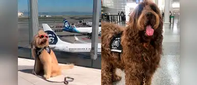 ¿Sabías que el aeropuerto de San Francisco tiene una brigada de 22 perros y 1 cerdito? ¿Sabías que el aeropuerto de San Francisco tiene una brigada de 22 perros y 1 cerdito?