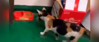 Gato atrapa a un ratón y lo lleva hasta su plato para ¡compartir una cena de amistad! Gato atrapa a un ratón y lo lleva hasta su plato para ¡compartir una cena de amistad!