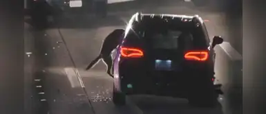 Pastor belga realiza increíble maniobra para atrapar a un ladrón que fugaba en auto Pastor belga realiza increíble maniobra para atrapar a un ladrón que fugaba en auto