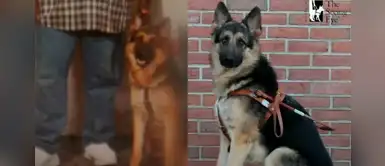 Pastor alemán había sido robado, pero los ladrones entraron en razón y lo devolvieron Pastor alemán había sido robado, pero los ladrones entraron en razón y lo devolvieron