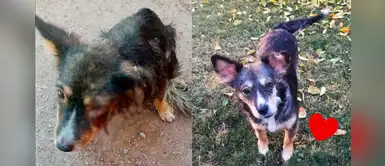 Perrita que fue maltratada no perdió su bondad y busca una familia para dar amor Perrita que fue maltratada no perdió su bondad y busca una familia para dar amor