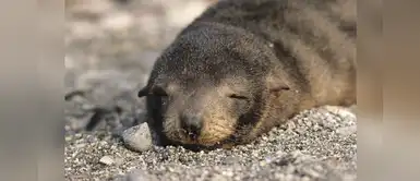 Instituciones se unieron para monitorear mortalidad de fauna marina en las costas peruanas Instituciones se unieron para monitorear mortalidad de fauna marina en las costas peruanas