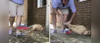 Humano limpia la casa y su perrita es demasiado floja para levantarse Humano limpia la casa y su perrita es demasiado floja para levantarse