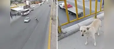 Humanos cruzan la calle arriesgando su vida mientras que los perritos utilizan el puente Humanos cruzan la calle arriesgando su vida mientras que los perritos utilizan el puente