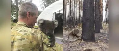 Koala se acurruca en los brazos del humano que lo rescató del incendio Koala se acurruca en los brazos del humano que lo rescató del incendio