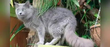 Gata regresa con su familia luego de estar perdida 6 años en Francia Gata regresa con su familia luego de estar perdida 6 años en Francia