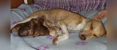 Conoce a Mijita, una perra que lucha contra el destino para que sus cachorros sobrevivan Conoce a Mijita, una perra que lucha contra el destino para que sus cachorros sobrevivan