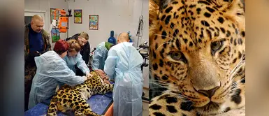 Leopardo en peligro de extinción fue atropellado y médicos hacen todo lo posible para salvarlo Leopardo en peligro de extinción fue atropellado y médicos hacen todo lo posible para salvarlo