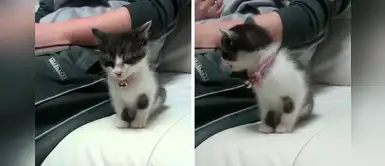 Pequeño gato se moría de sueño, su dueño no le hacía caso y decidió treparse encima Pequeño gato se moría de sueño, su dueño no le hacía caso y decidió treparse encima