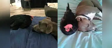 Perro de gran corazón se dedicó a cuidar a una gallina ciega y ahora tienen una gran amistad Perro de gran corazón se dedicó a cuidar a una gallina ciega y ahora tienen una gran amistad