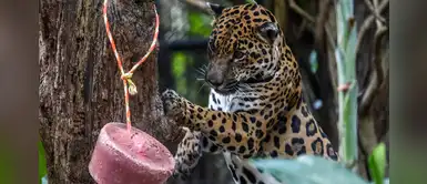 Perú solicitará la preservación del jaguar en convención mundial de especies migratorias Perú solicitará la preservación del jaguar en convención mundial de especies migratorias