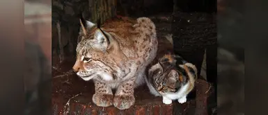 Travieso gato se mete en la jaula de un peligroso lince para ¡robarle su comida! Travieso gato se mete en la jaula de un peligroso lince para ¡robarle su comida!