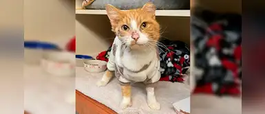 Gato que sufrió un disparo en la cabeza viene teniendo una recuperación milagrosa Gato que sufrió un disparo en la cabeza viene teniendo una recuperación milagrosa