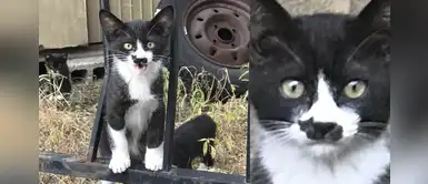 Gato callejero y su original mancha en forma felino que cautivó a miles Gato callejero y su original mancha en forma felino que cautivó a miles