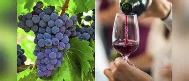 La uva y los grandes beneficios nutricionales con el que se crea el vino La uva y los grandes beneficios nutricionales con el que se crea el vino