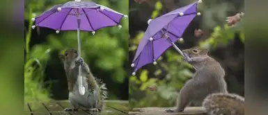 Las tiernas imágenes de una ardilla con su paraguas mientras lucha contra el viento Las tiernas imágenes de una ardilla con su paraguas mientras lucha contra el viento