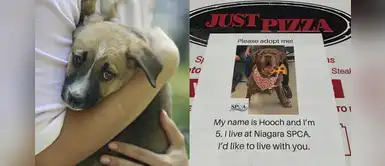 Pizzería pone fotos de perros en sus cajas para promover la adopción Pizzería pone fotos de perros en sus cajas para promover la adopción
