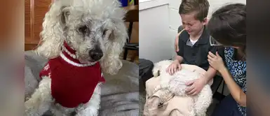 Niño cargó a su perro y lo acompañó hasta el último momento de su vida Niño cargó a su perro y lo acompañó hasta el último momento de su vida