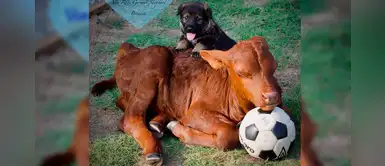 Pastor alemán decide adoptar un ternero de 600 kilos tras alumbrar a 11 cachorros Pastor alemán decide adoptar un ternero de 600 kilos tras alumbrar a 11 cachorros