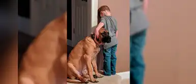 Enorme perro se mostró solidario con su pequeño dueño que fue castigado contra la pared Enorme perro se mostró solidario con su pequeño dueño que fue castigado contra la pared