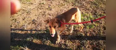 Conoce a Canela, el perro “invisible” que nadie desea adoptar por sus rasgos físicos Conoce a Canela, el perro “invisible” que nadie desea adoptar por sus rasgos físicos