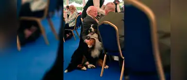 Presidente de Irlanda demuestra amor infinito por sus perros llevándolos a todos lados Presidente de Irlanda demuestra amor infinito por sus perros llevándolos a todos lados
