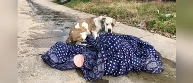 Bóxer logró ser adoptado tras vivir en la calle junto a la mantita de su ex familia Bóxer logró ser adoptado tras vivir en la calle junto a la mantita de su ex familia