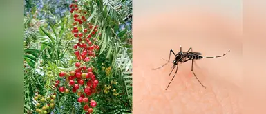 Conoce el aceite de molle, un poderoso repelente natural para combatir el dengue Conoce el aceite de molle, un poderoso repelente natural para combatir el dengue