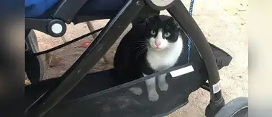 Gata salta sobre el coche de un bebé 'implorando' que los padres del menor la adopten Gata salta sobre el coche de un bebé 'implorando' que los padres del menor la adopten