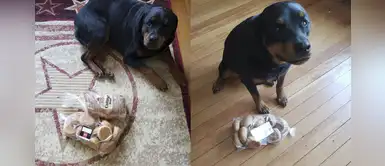 Hermosa rottweiler cuida el pan mientras su familia no está en la casa Hermosa rottweiler cuida el pan mientras su familia no está en la casa