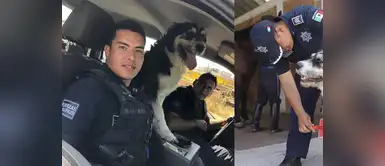 Policía rescata a perro callejero y ahora trabaja como agente Policía rescata a perro callejero y ahora trabaja como agente