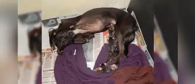 Perro asume la labor de madre adoptiva tras hacerse cargo de varias zarigüeyas bebés Perro asume la labor de madre adoptiva tras hacerse cargo de varias zarigüeyas bebés