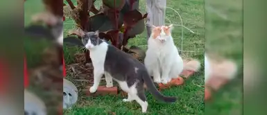 Gato con ceguera logró ser adoptado, pero la otra mascota del hogar lo rechaza Gato con ceguera logró ser adoptado, pero la otra mascota del hogar lo rechaza