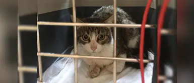 Gatos abandonados reciben una mejor vida luego de ser atrapados por control animal Gatos abandonados reciben una mejor vida luego de ser atrapados por control animal