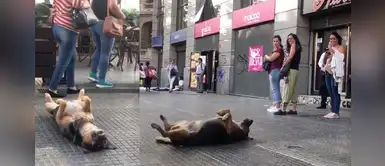 Perro descansa muy feliz en las calles de Chile y enamora a los transeúntes Perro descansa muy feliz en las calles de Chile y enamora a los transeúntes