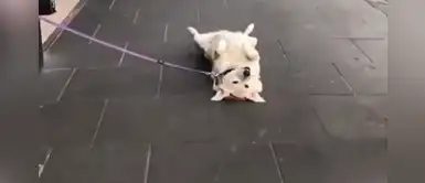 Travieso cachorro no quiere seguir caminando y se hace el 'muerto' en plena calle Travieso cachorro no quiere seguir caminando y se hace el 'muerto' en plena calle