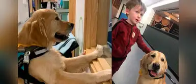 Conoce a Leo, un golden retriever que salvó a un niño que padecía un tumor cerebral Conoce a Leo, un golden retriever que salvó a un niño que padecía un tumor cerebral