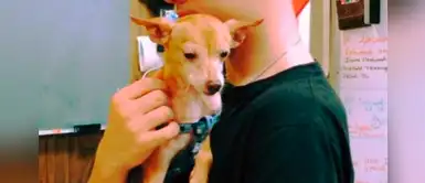 Chihuahua logra reencontrarse con su familia luego de estar perdido durante 6 años Chihuahua logra reencontrarse con su familia luego de estar perdido durante 6 años
