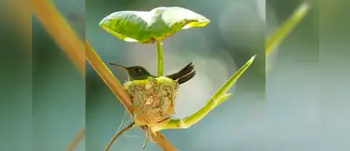 Colibrí embarazada enternece en redes al construir un nido para cuidar a sus futuras crías Colibrí embarazada enternece en redes al construir un nido para cuidar a sus futuras crías