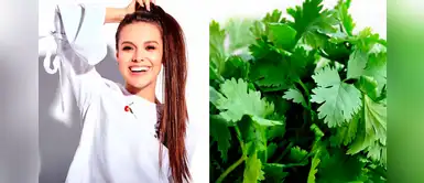 El poder oculto del culantro para hacer que tu cabello crezca más rápido y fuerte El poder oculto del culantro para hacer que tu cabello crezca más rápido y fuerte