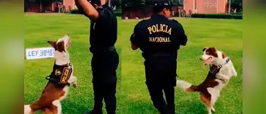 Tik Tok: Perro policía cautivó a miles al realizar el desafío viral del 'Oh na na na' Tik Tok: Perro policía cautivó a miles al realizar el desafío viral del 'Oh na na na'