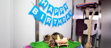 Le hacen fiesta de cumpleaños a una gata, pero algo sorprendente pasó Le hacen fiesta de cumpleaños a una gata, pero algo sorprendente pasó