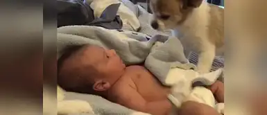 Perro cumple la responsable función de abrigar a bebé recién nacido Perro cumple la responsable función de abrigar a bebé recién nacido